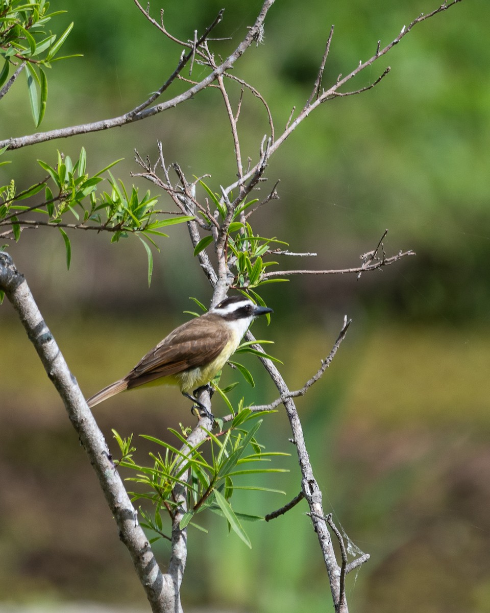 Bienteveo Común - ML644552938