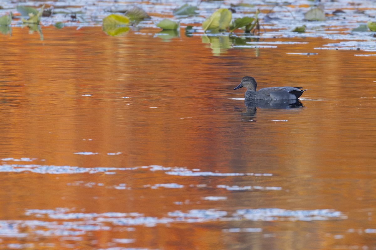 Gadwall - ML644552946