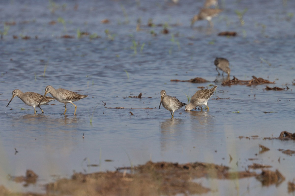 Long-billed Dowitcher - ML644552947