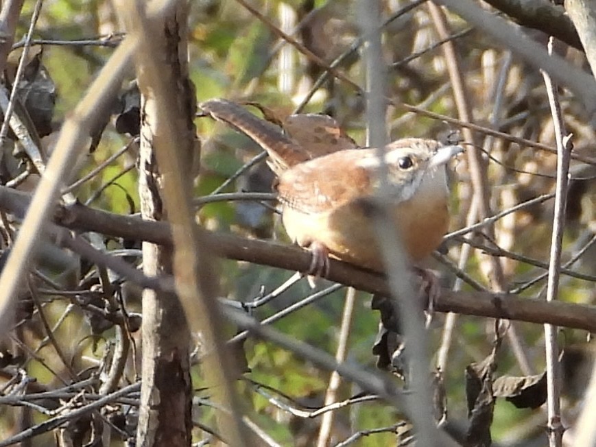 Carolina Wren - ML644552956