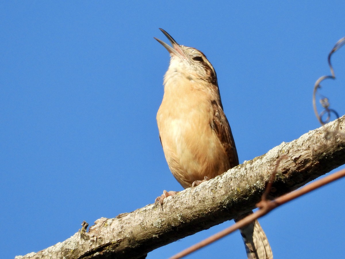 Carolina Wren - ML644552957