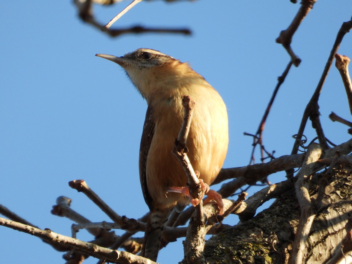 Carolina Wren - ML644552959