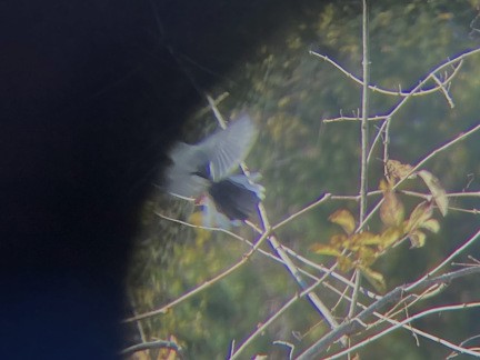 Blue-gray Gnatcatcher - ML644552964