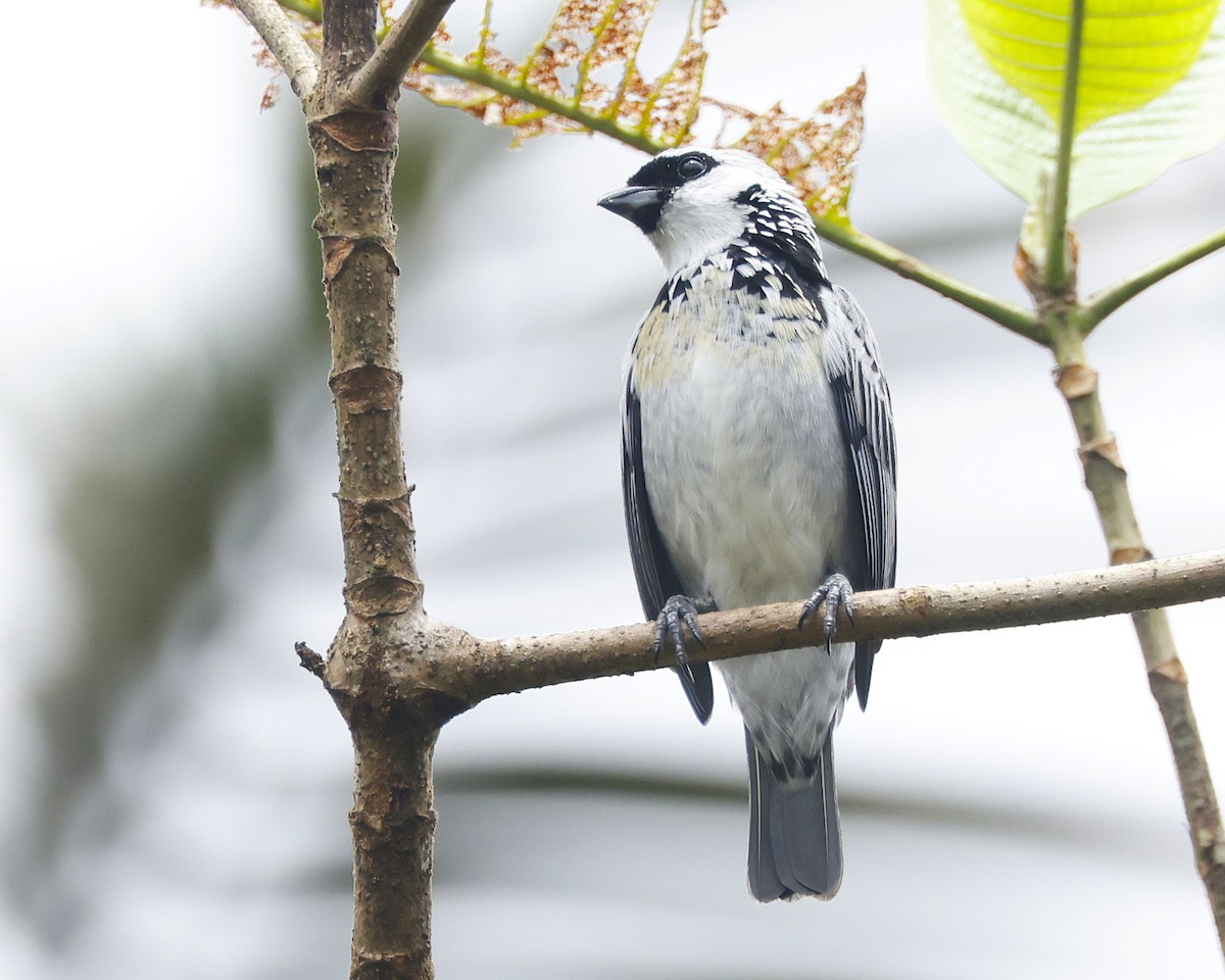 Gray-and-gold Tanager - ML644552970