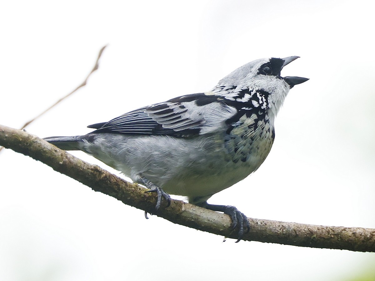 Gray-and-gold Tanager - ML644552971