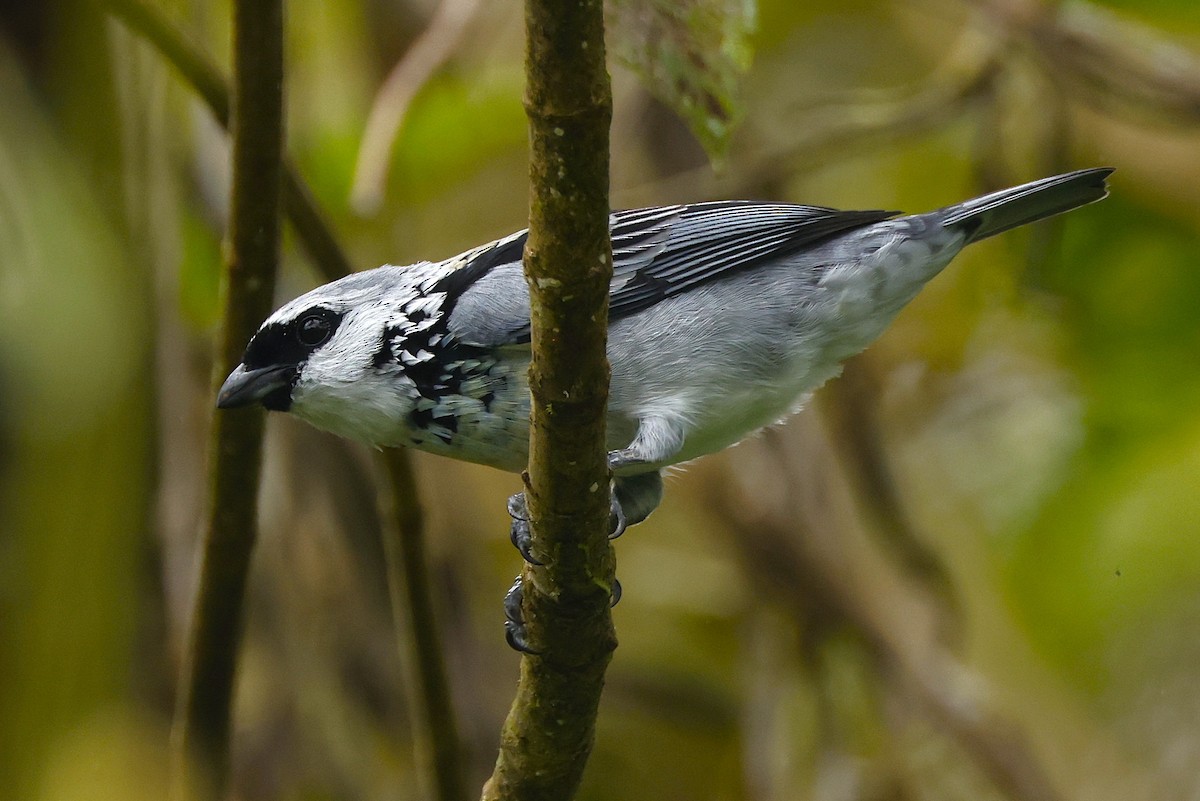 Gray-and-gold Tanager - ML644552972