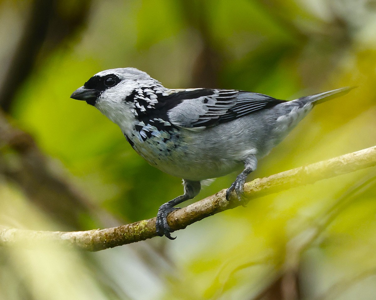 Gray-and-gold Tanager - ML644552973