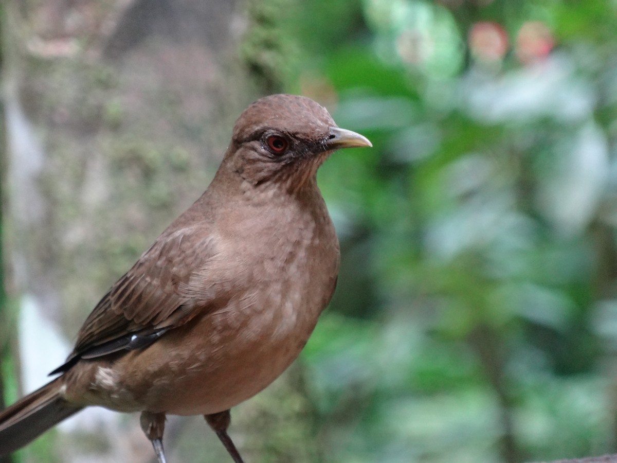 バフムジツグミ - ML644552983