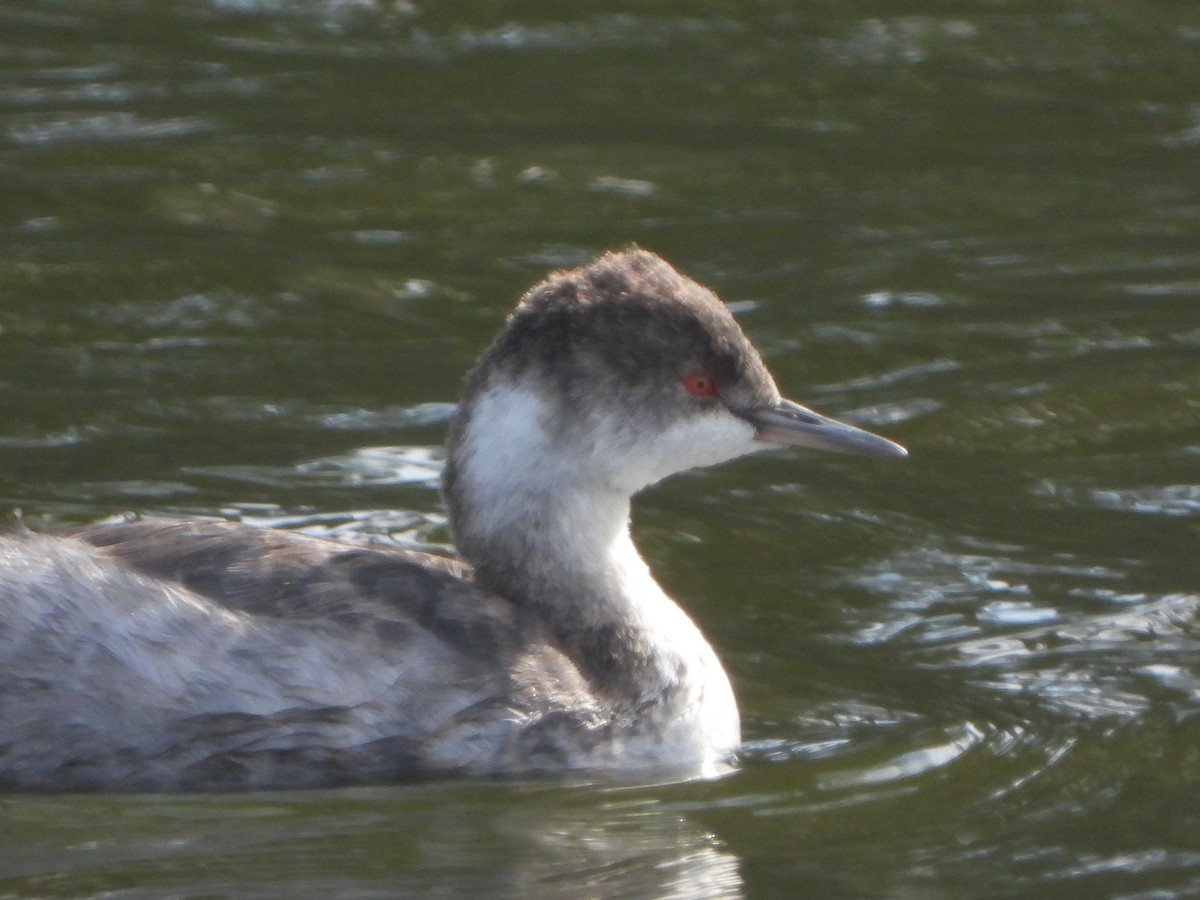 טבלן בינוני - ML644552985