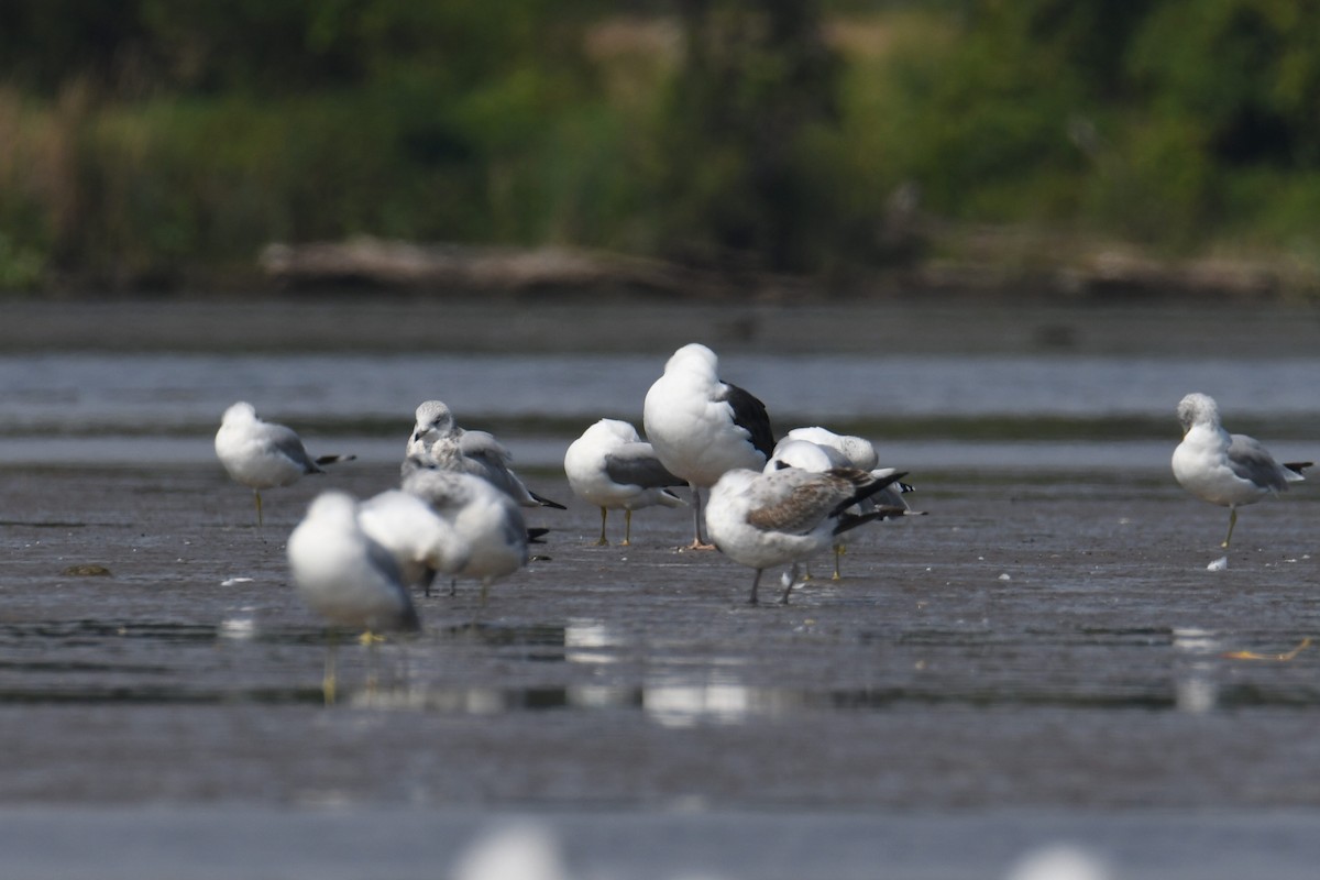 Gavión Atlántico - ML644552987