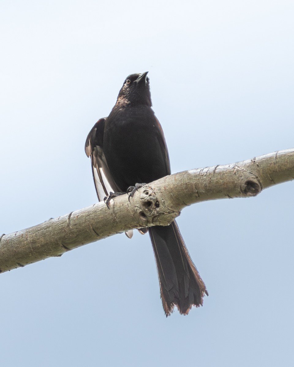 Variable Oriole - ML644552989