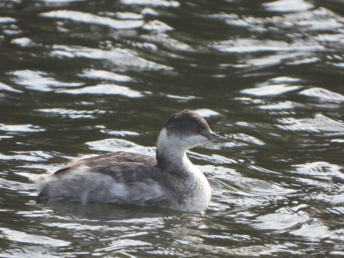 טבלן בינוני - ML644552994