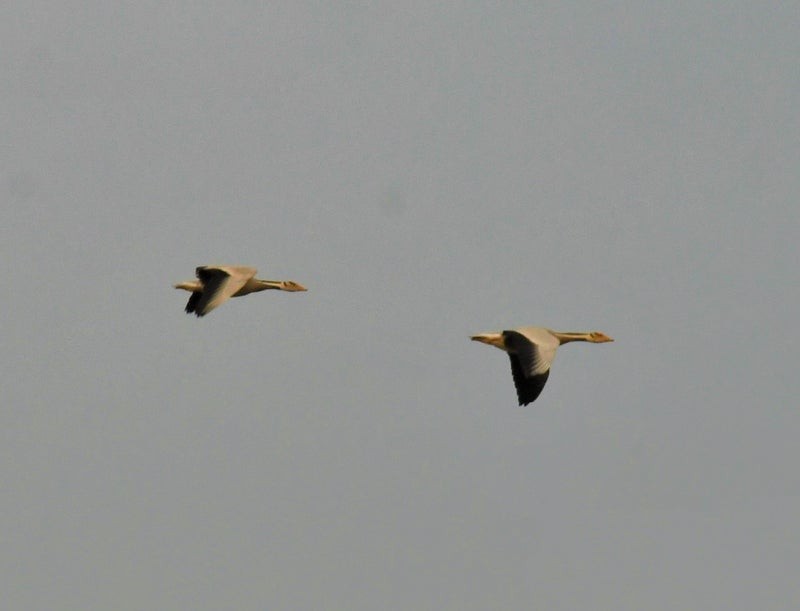 Oie à tête barrée - ML644553005