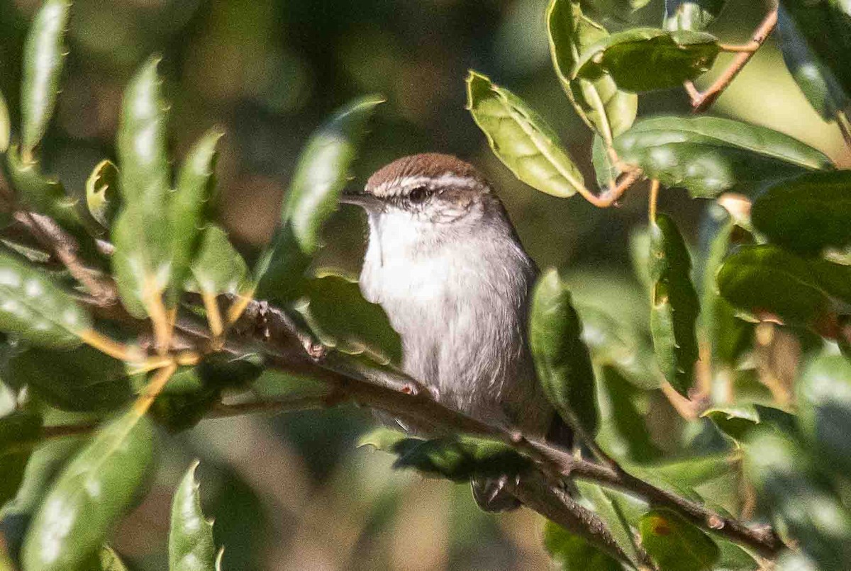 Bewick's Wren - ML644553006