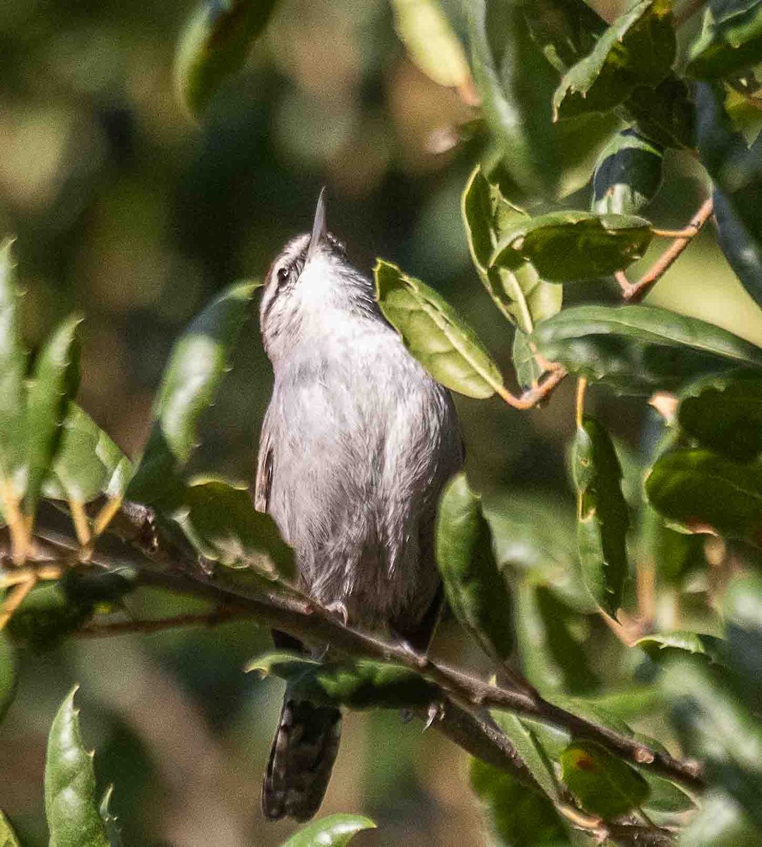 Bewick's Wren - ML644553007