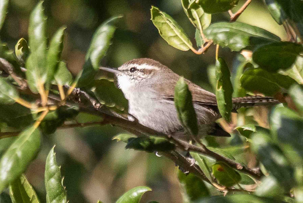 Bewick's Wren - ML644553008