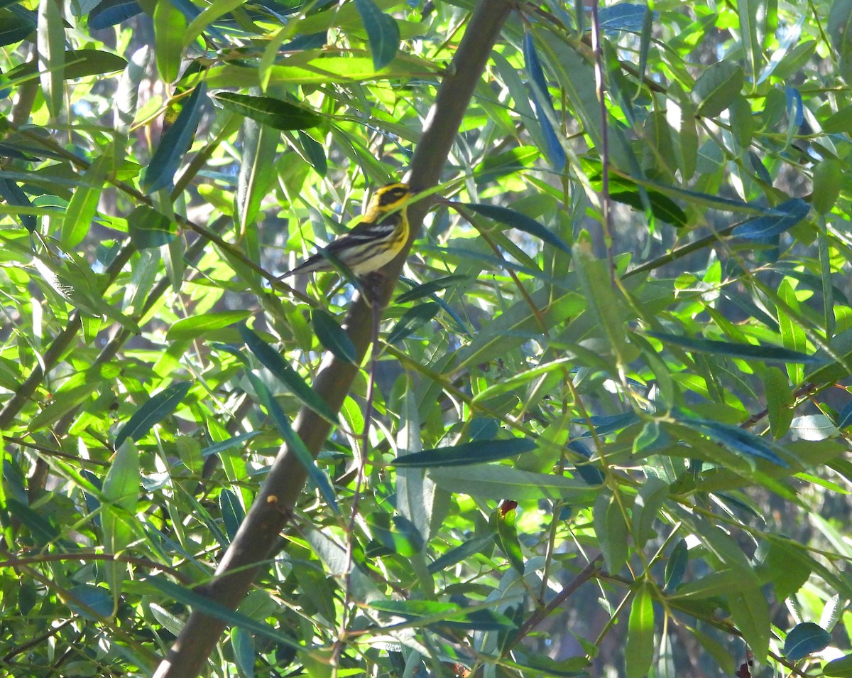 Townsend Ötleğeni - ML644553012