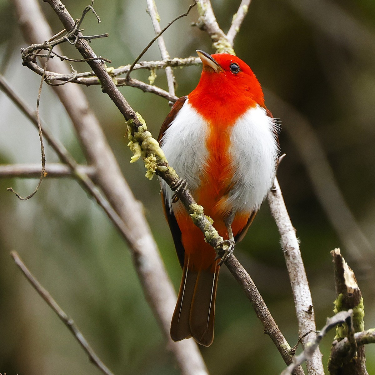 Scarlet-and-white Tanager - ML644553014