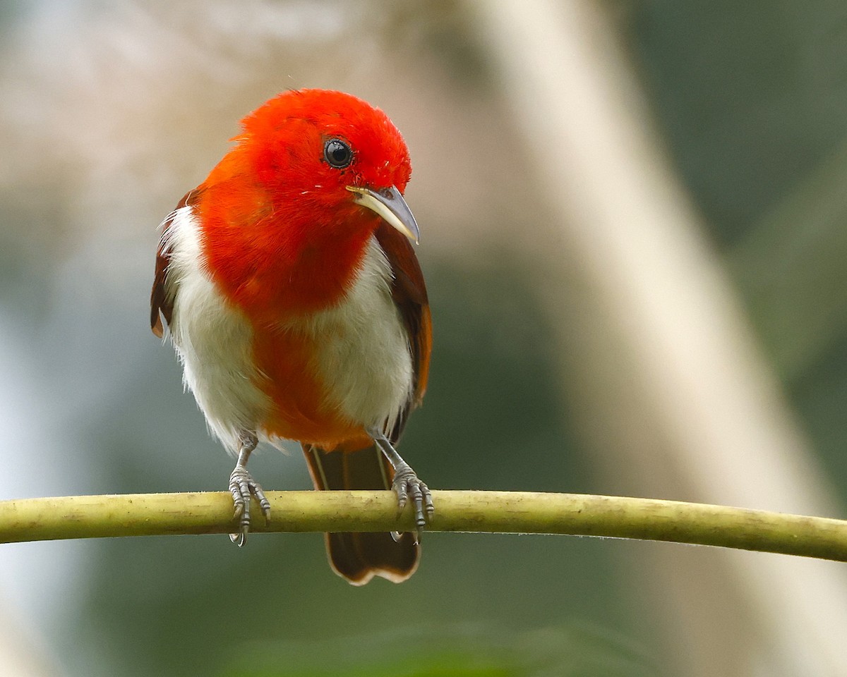 Scarlet-and-white Tanager - ML644553015