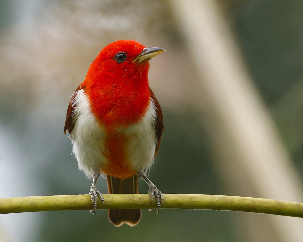 Scarlet-and-white Tanager - ML644553016