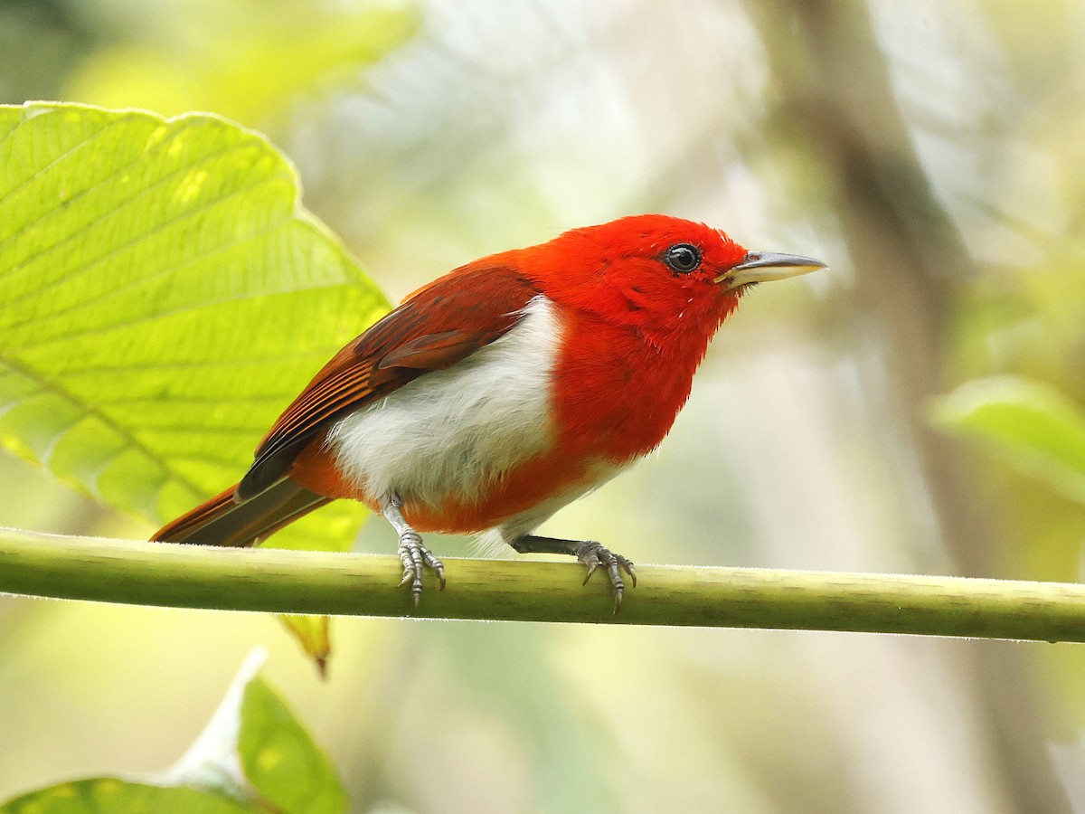 Scarlet-and-white Tanager - ML644553017