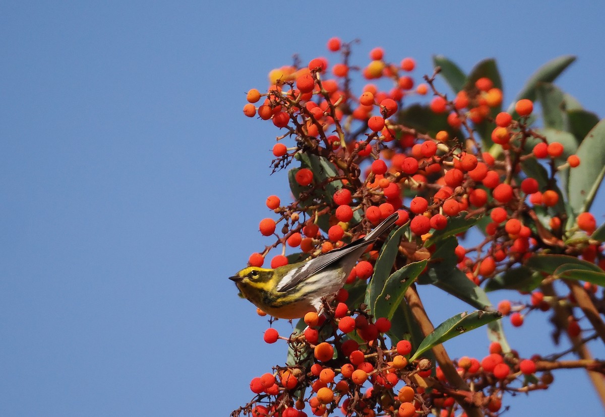 Townsend Ötleğeni - ML644553018