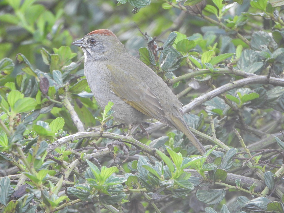 ミドリトウヒチョウ - ML644553029