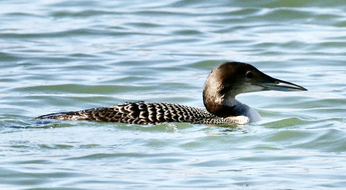 Common Loon - ML644553033