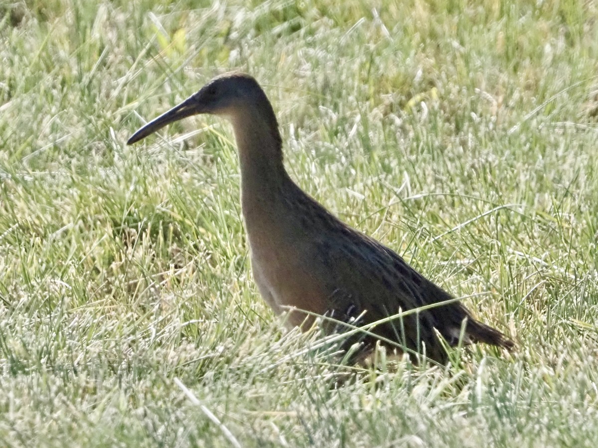 Clapper Rail - ML644553034