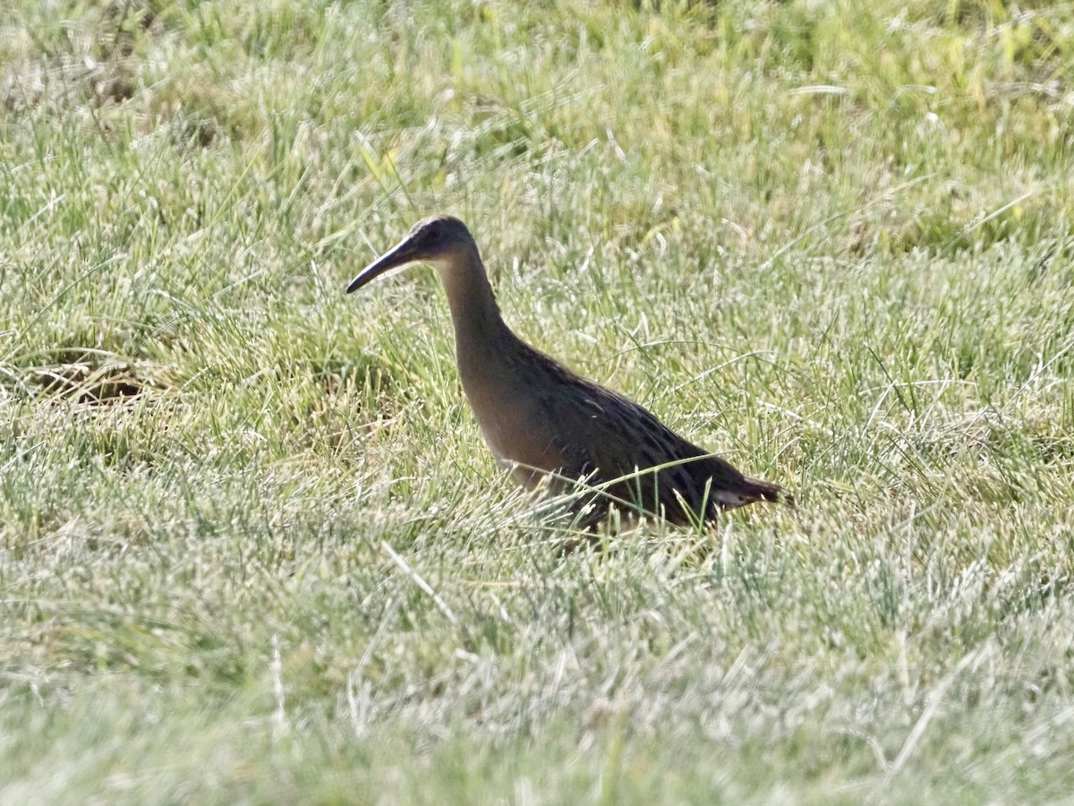 Clapper Rail - ML644553035