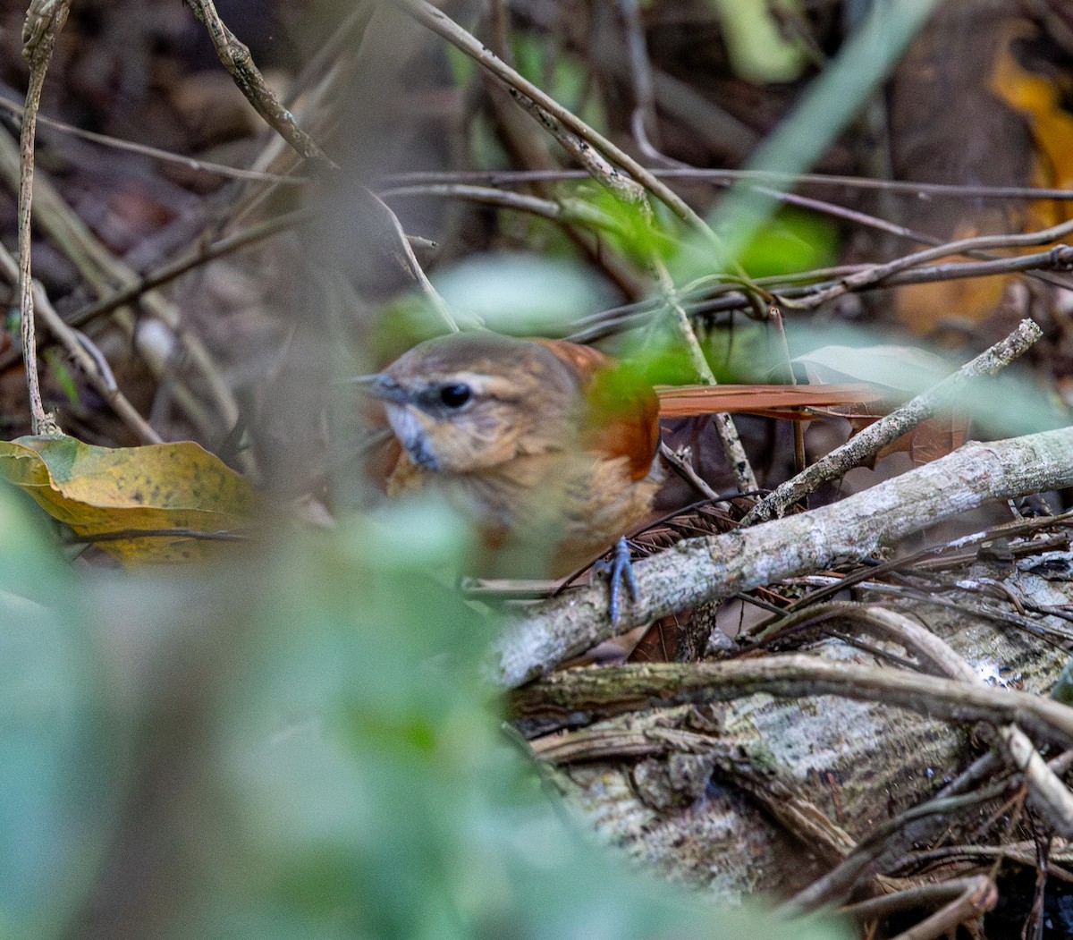 Ochre-cheeked Spinetail - ML644553036