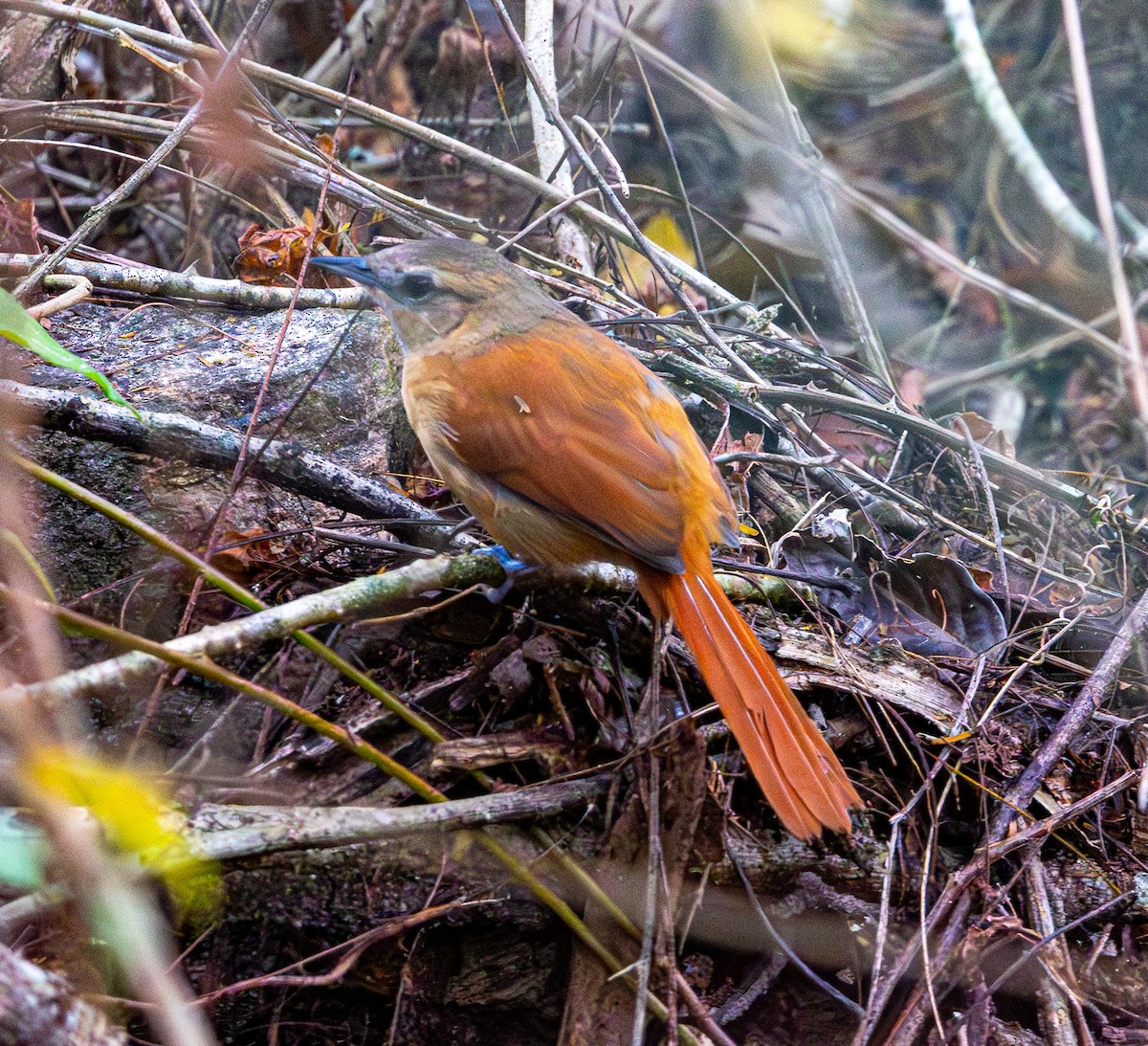 Ochre-cheeked Spinetail - ML644553037