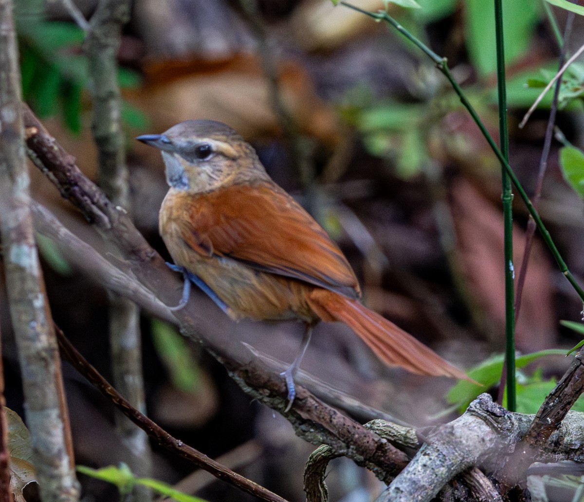 Ochre-cheeked Spinetail - ML644553038