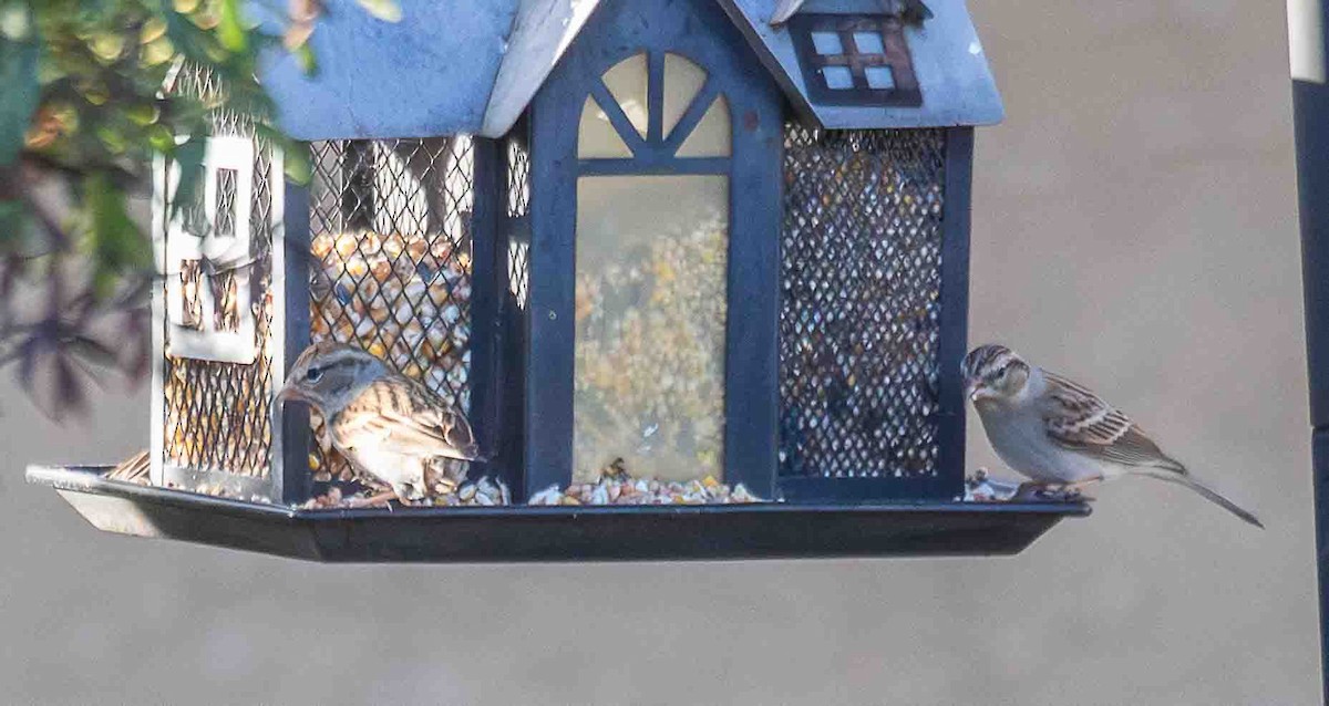 Cırcır Sesli Serçe - ML644553048