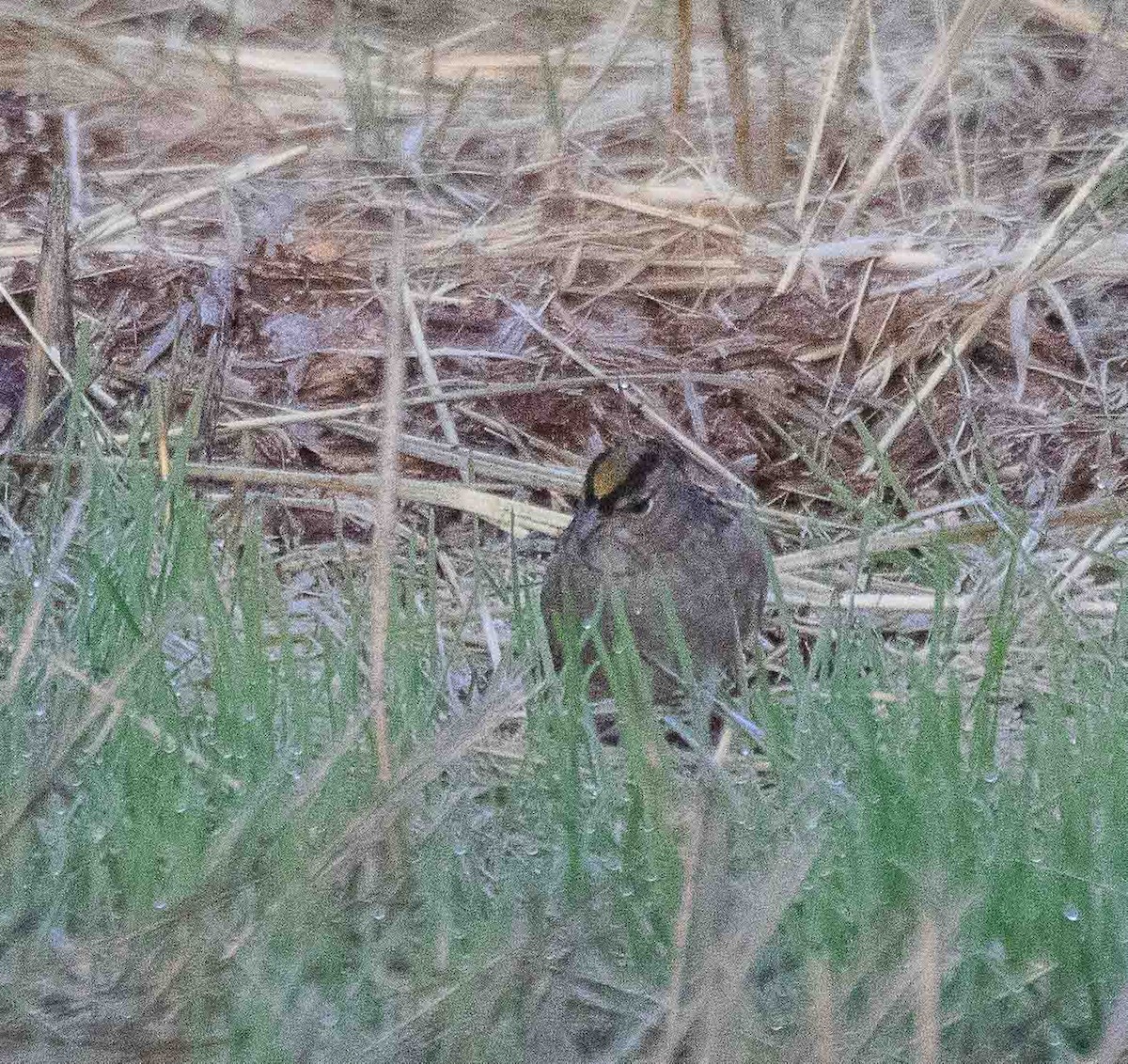 Sarı Tepeli Serçe - ML644553050