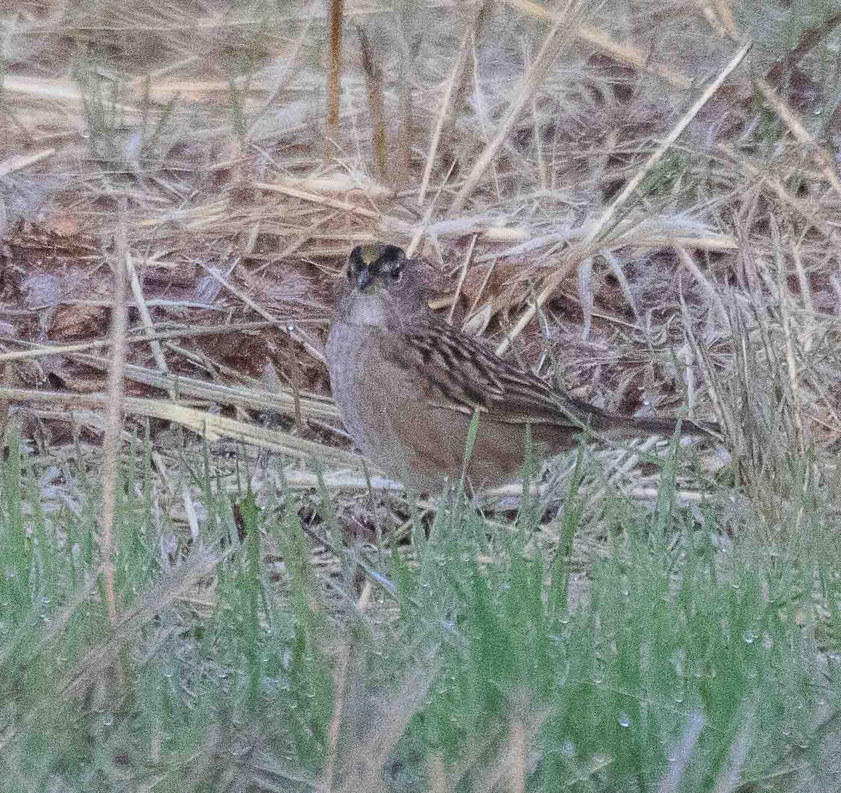 Cırcır Sesli Serçe - ML644553051