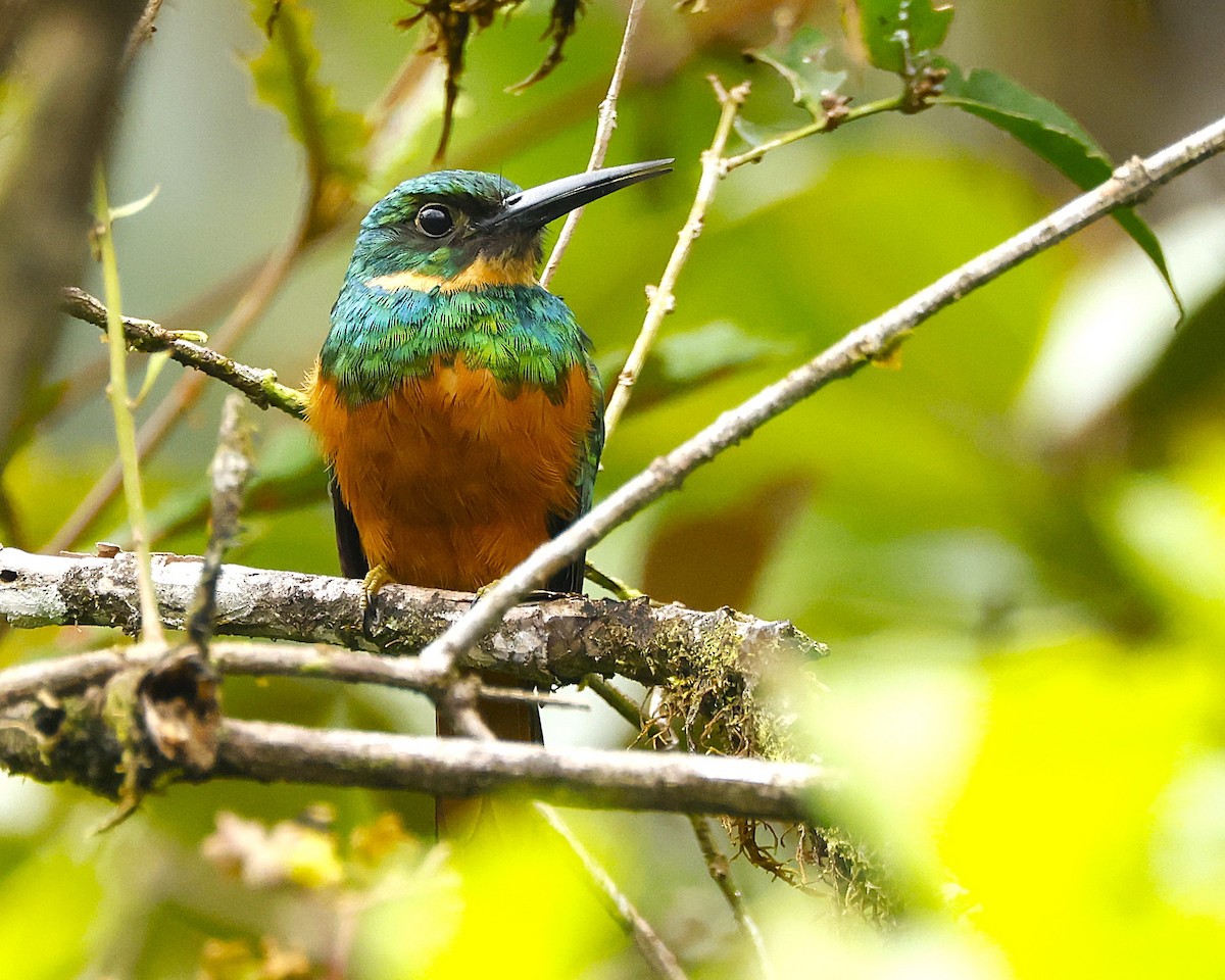 Kızıl Kuyruklu Jakamar - ML644553052