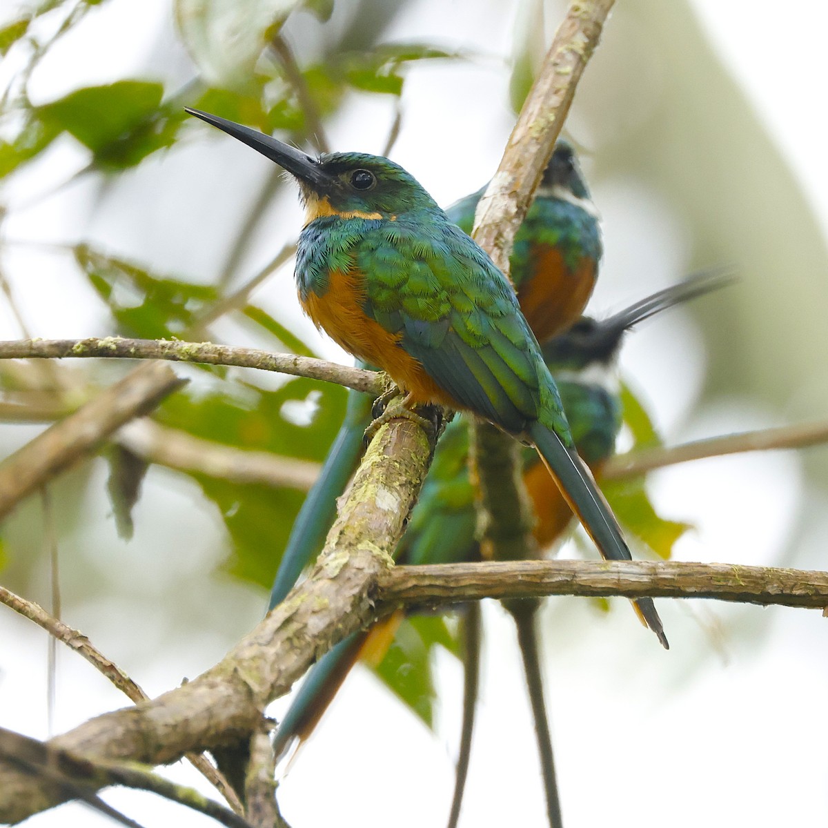 Kızıl Kuyruklu Jakamar - ML644553053