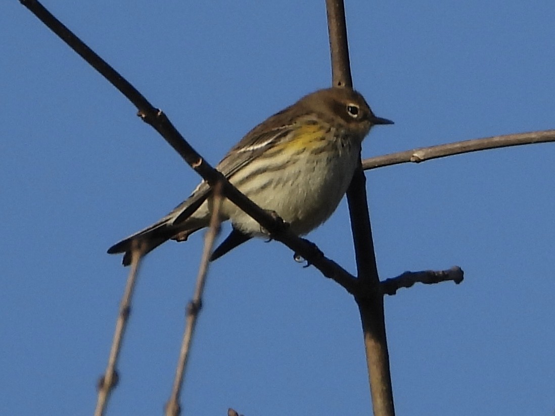 Taçlı Ötleğen - ML644553055