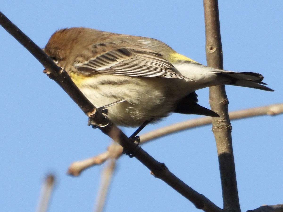 Taçlı Ötleğen - ML644553056