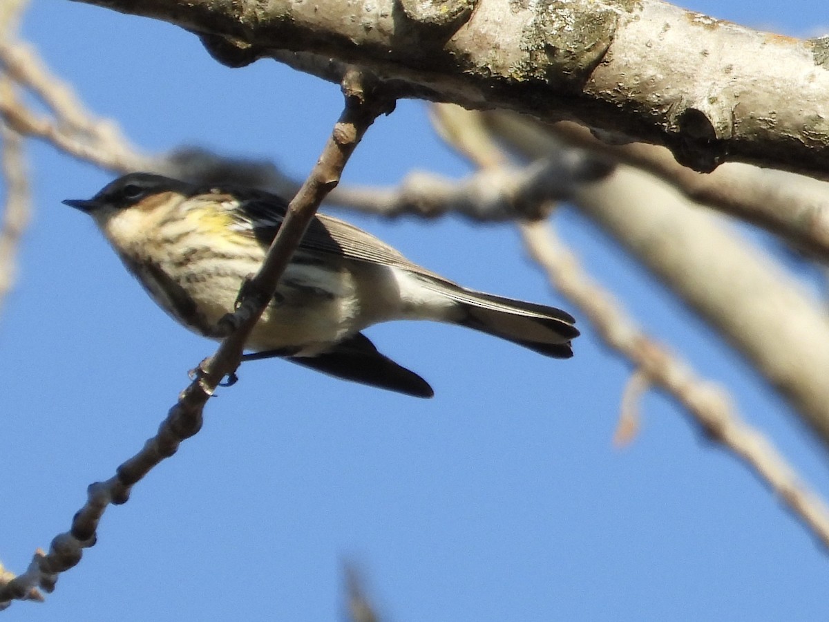 Taçlı Ötleğen - ML644553057