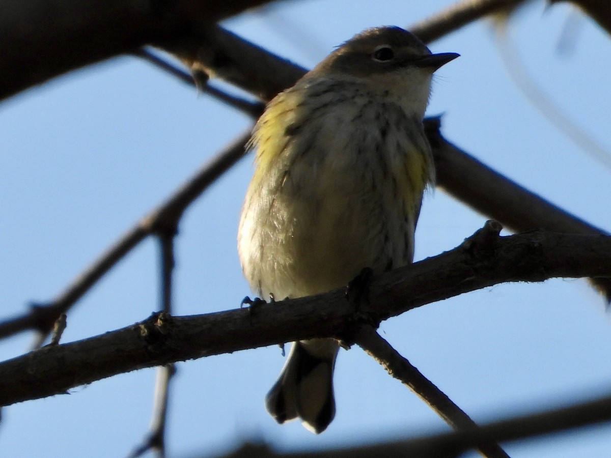 Taçlı Ötleğen - ML644553058