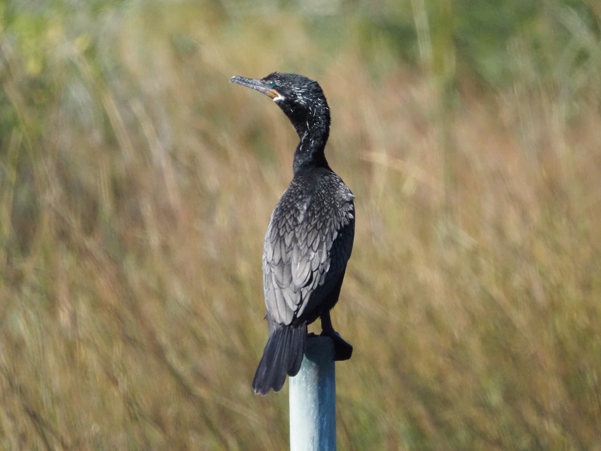 Neotropikal Karabatak - ML644553059