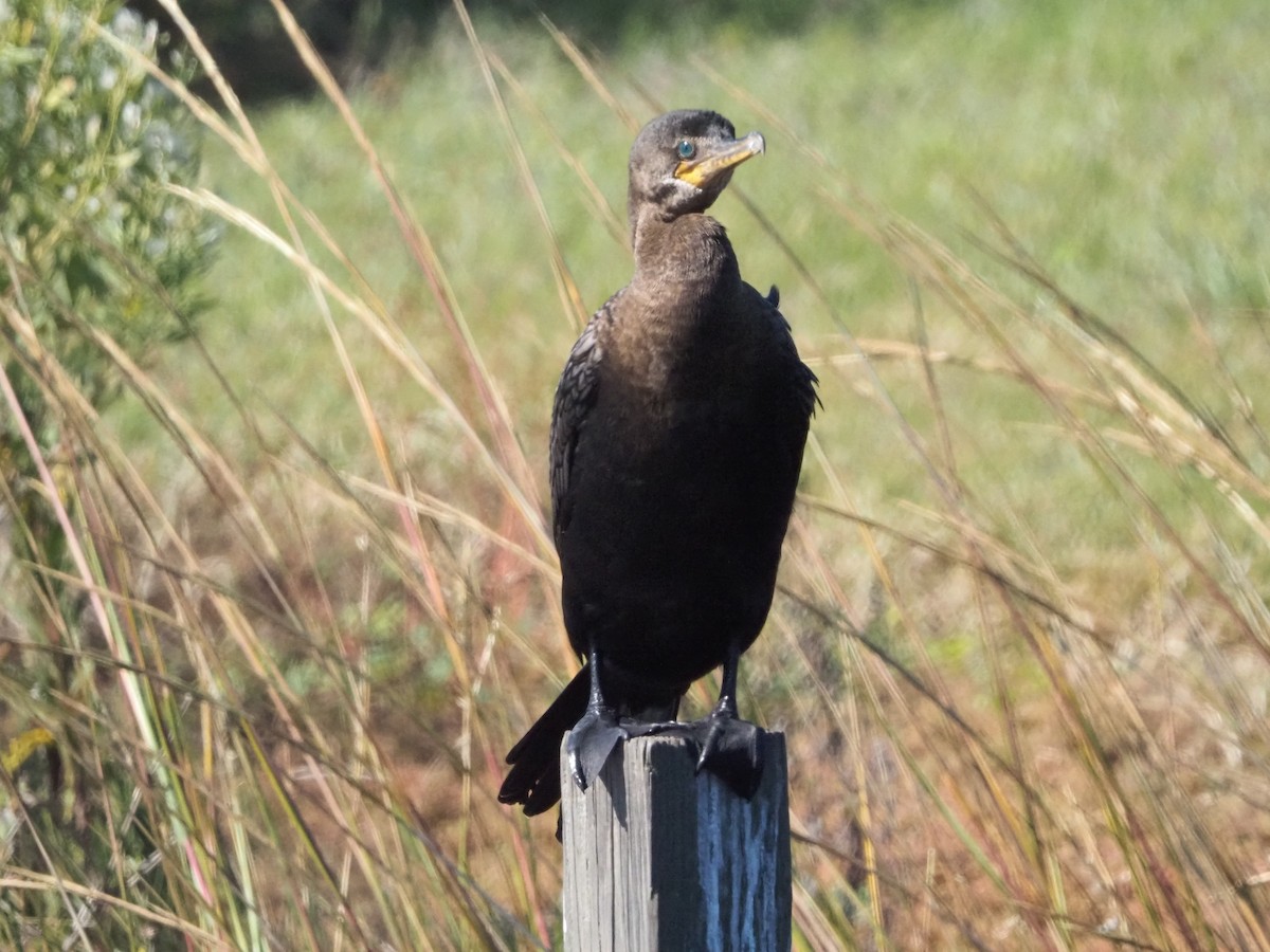 Neotropikal Karabatak - ML644553060