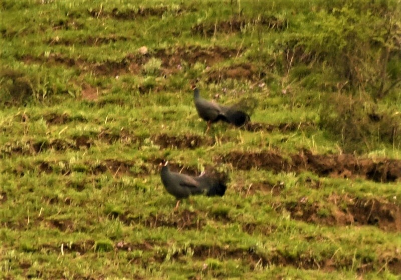 Kulaklı Mavi Sülün - ML644553063