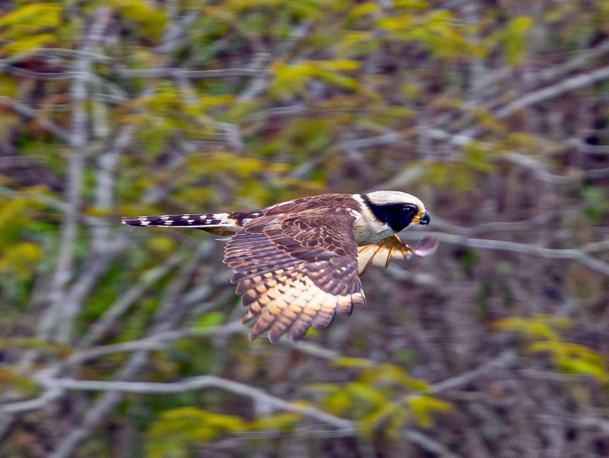 Kahkahacı Doğan - ML644553064