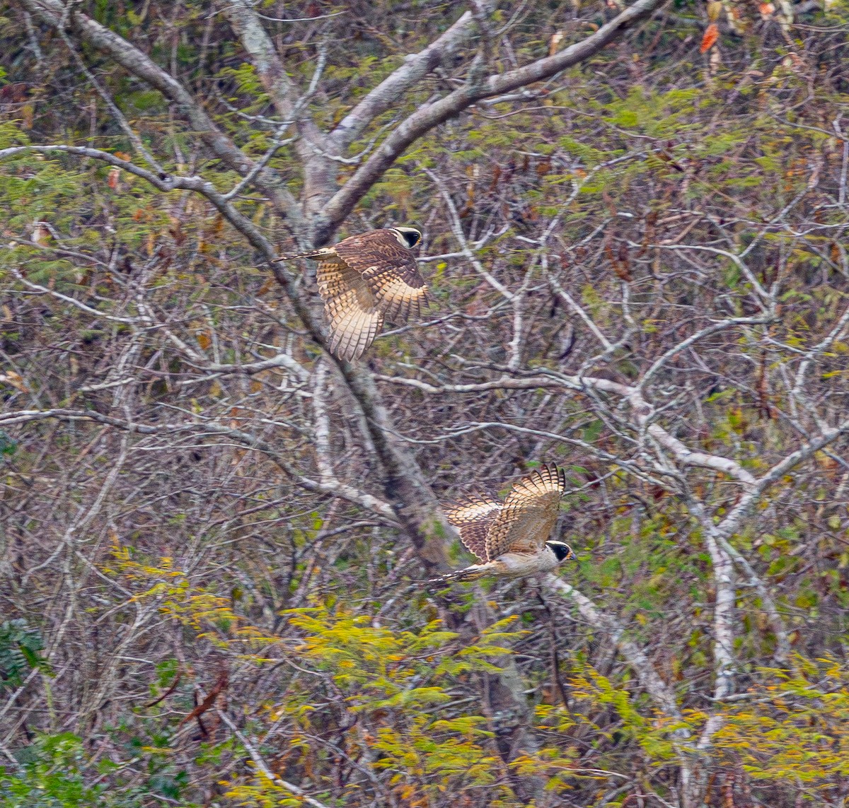 Kahkahacı Doğan - ML644553065