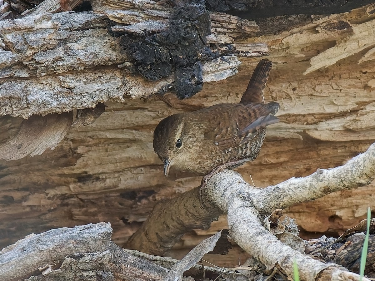 Winter Wren - ML644553067