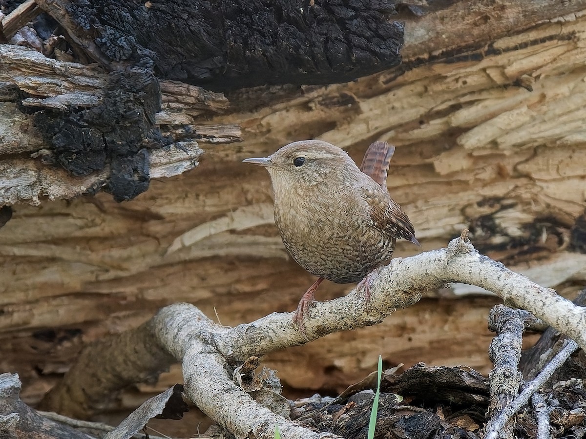 Winter Wren - ML644553069