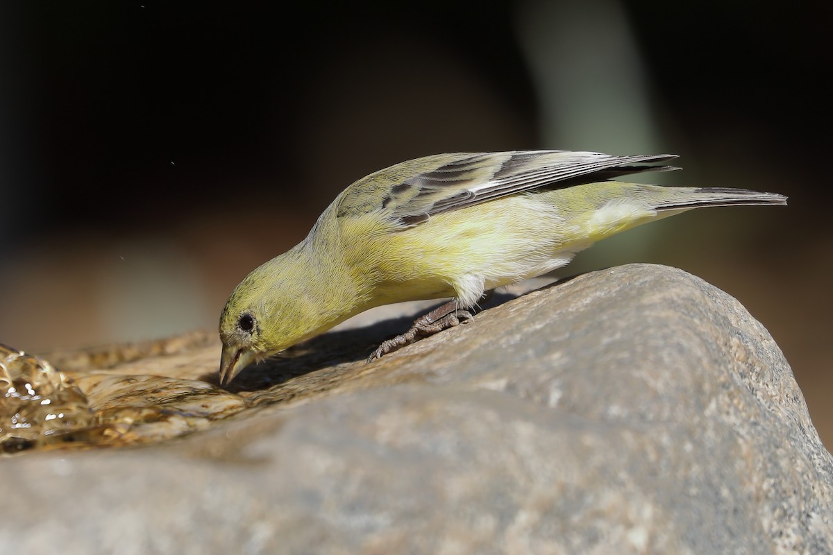 Sarı-Siyah İskete - ML644553073